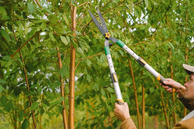 tree maintenance