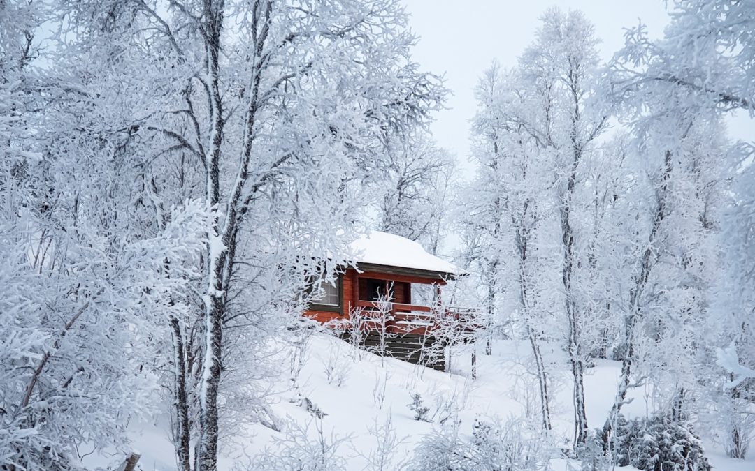 Unearthing the Hidden Benefits: Winter Tree Pruning